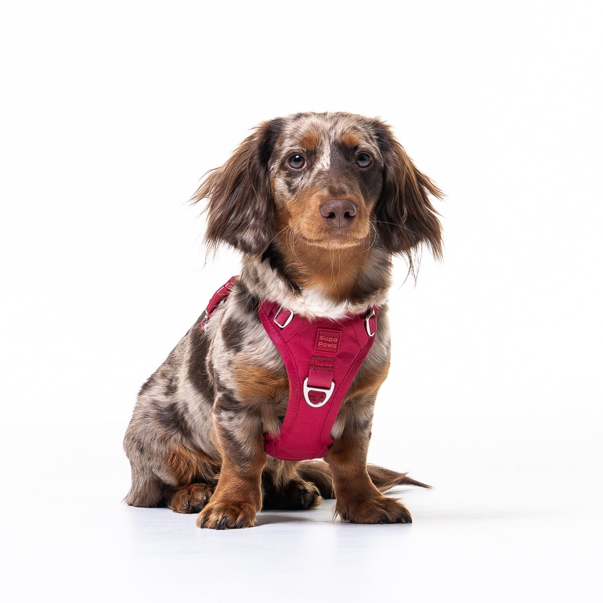 Crimson Glory Harness