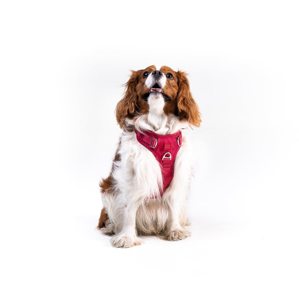 Crimson Glory Harness