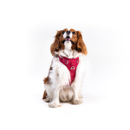 Crimson Glory Harness