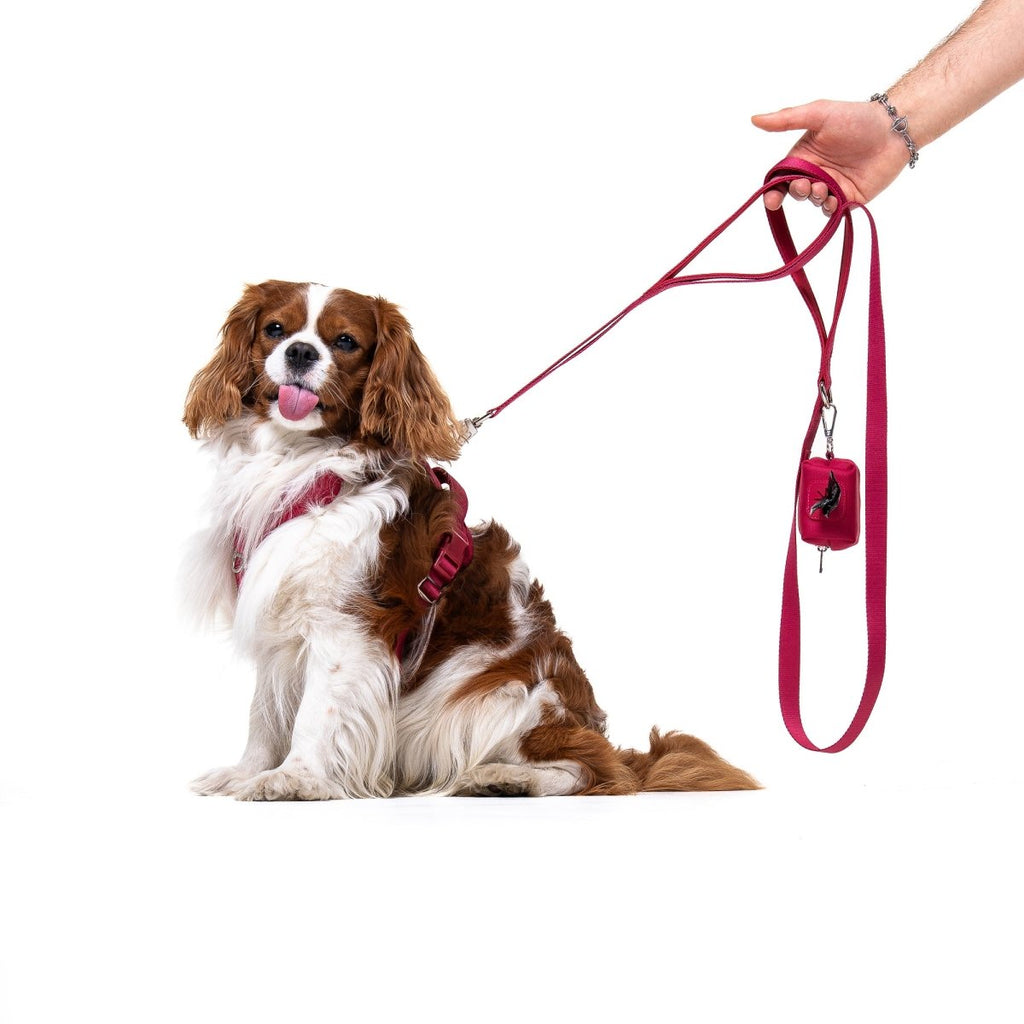 Crimson Glory Harness