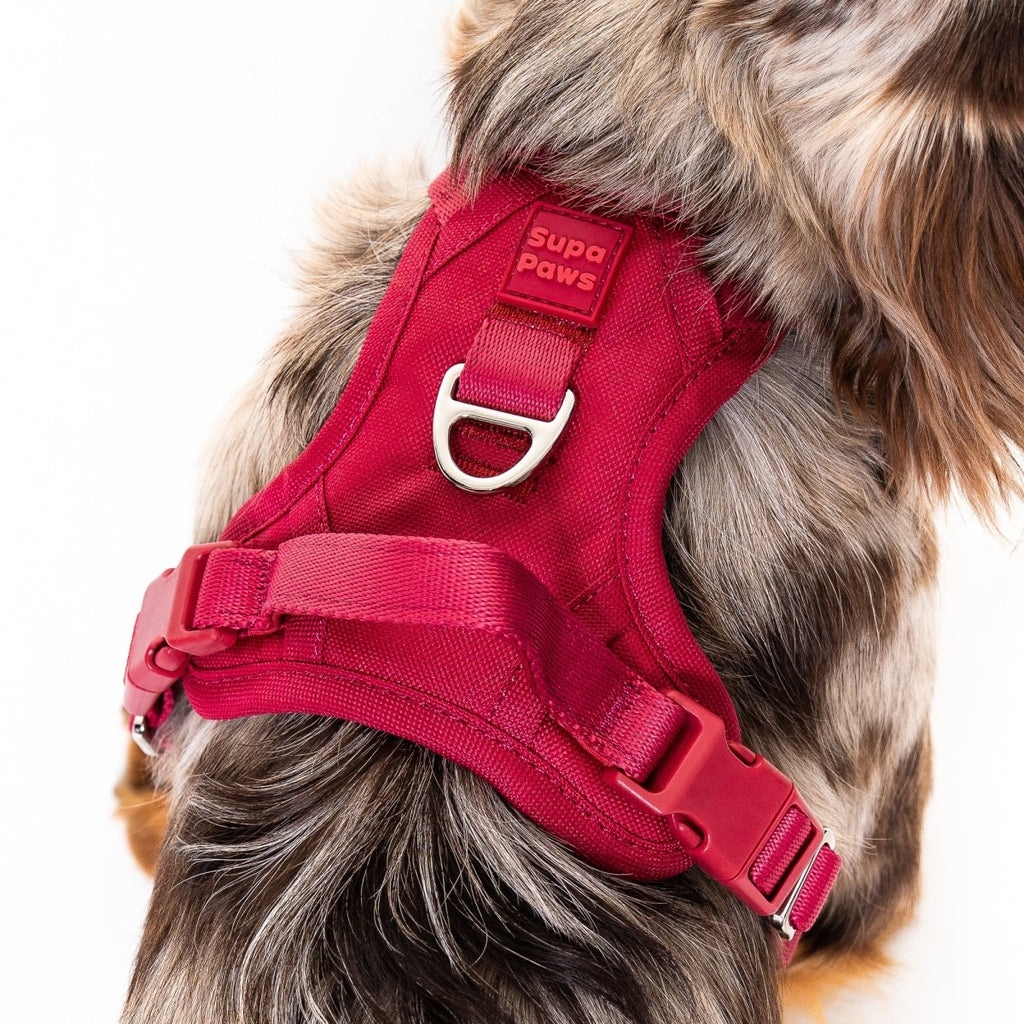 Crimson Glory Harness
