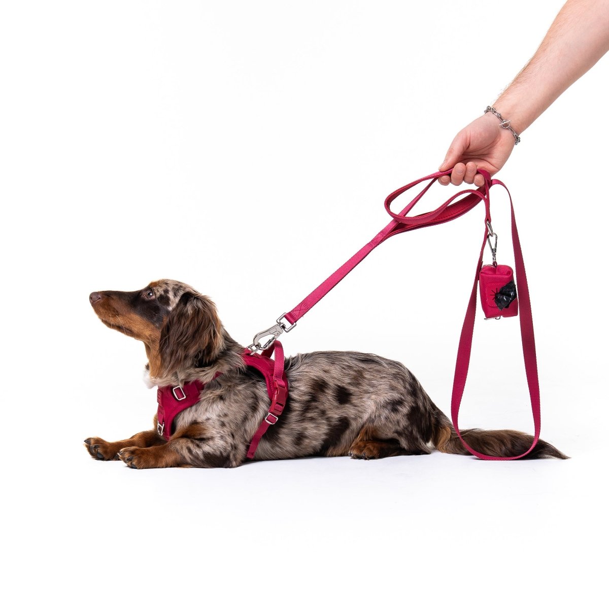 Crimson Glory Leash