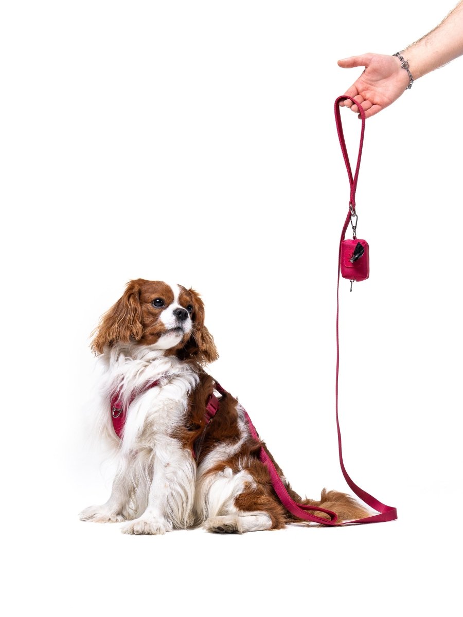 Crimson Glory Leash