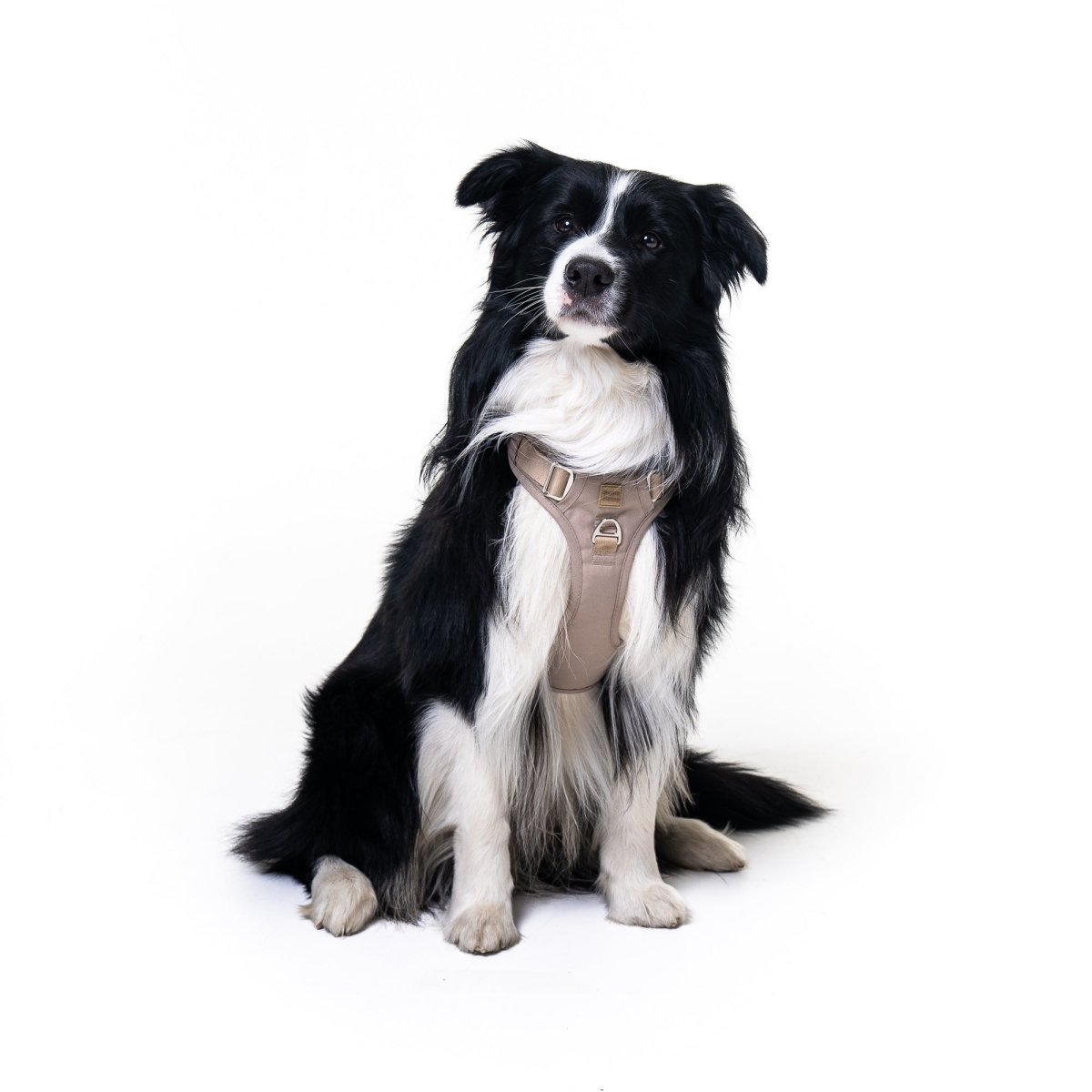 Latte Harness