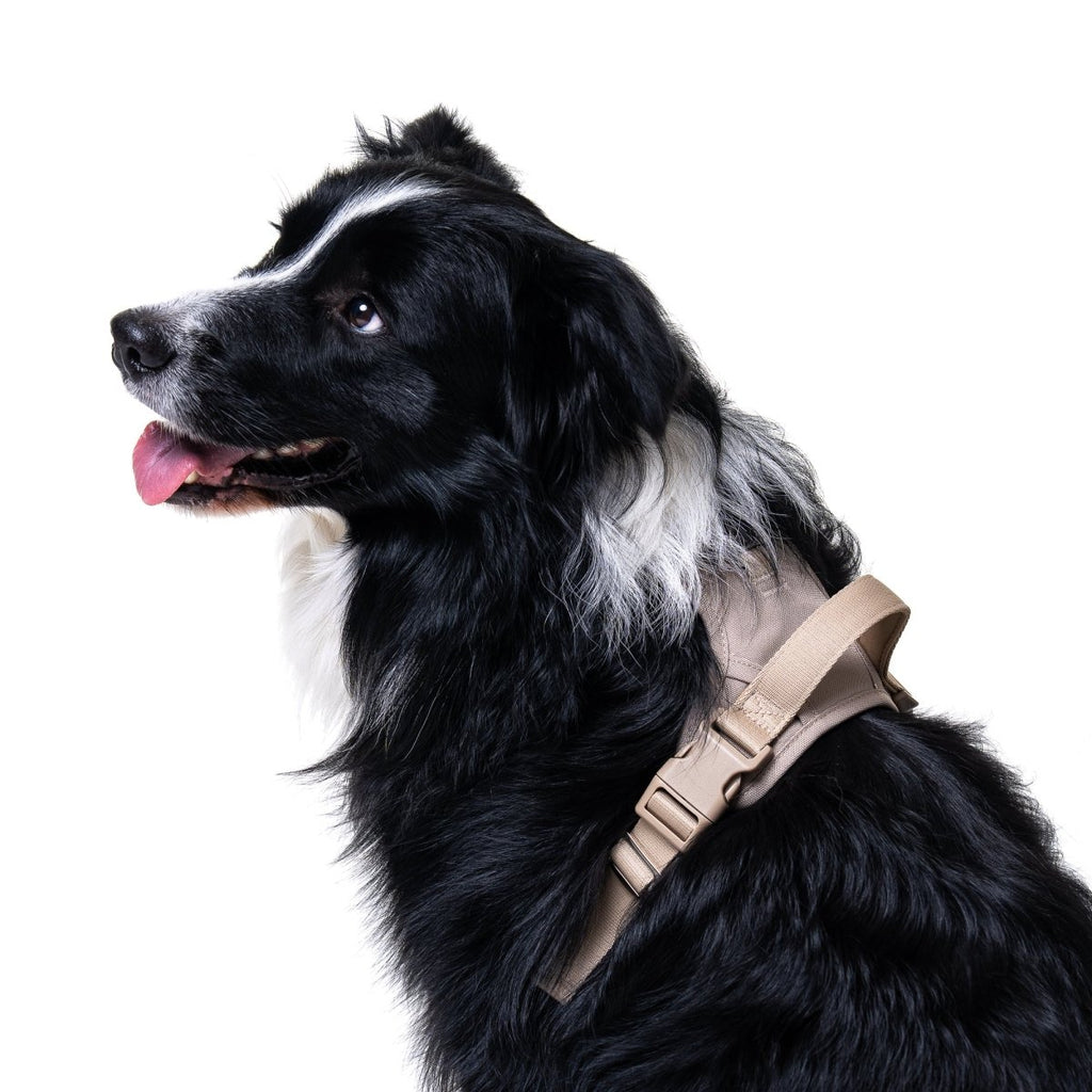 Latte Harness