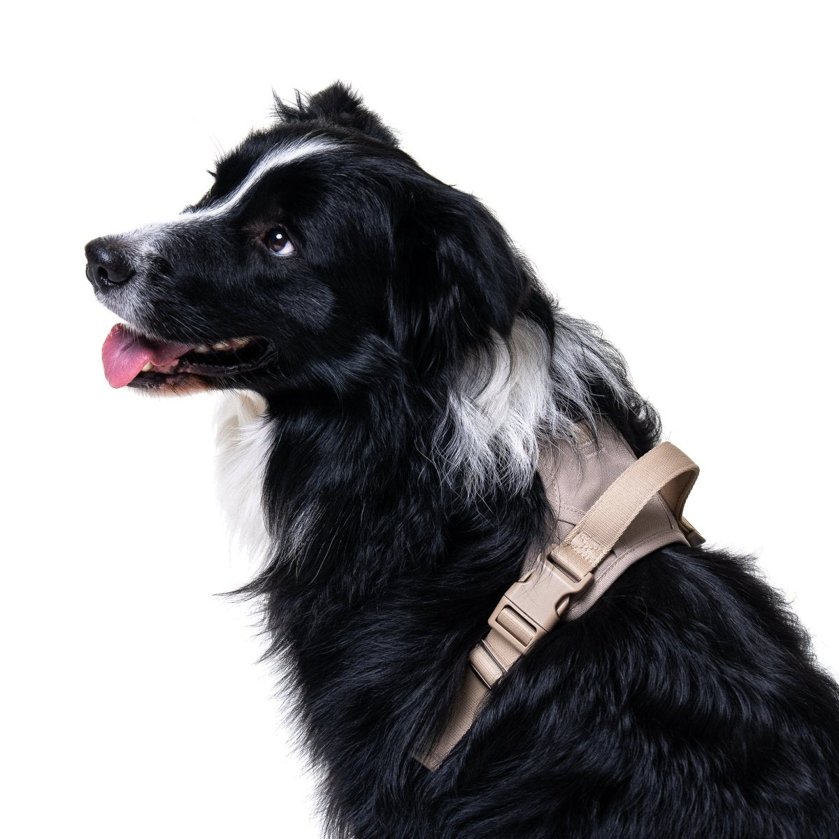 Latte Harness