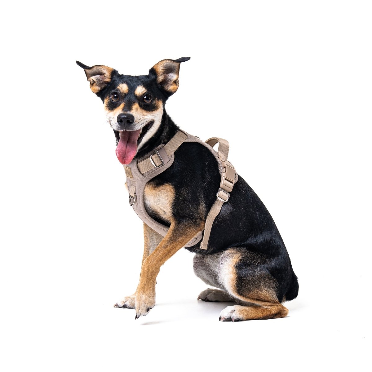Latte Harness