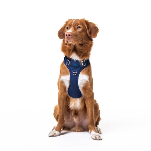 Midnight Blue Harness