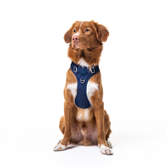 Midnight Blue Harness