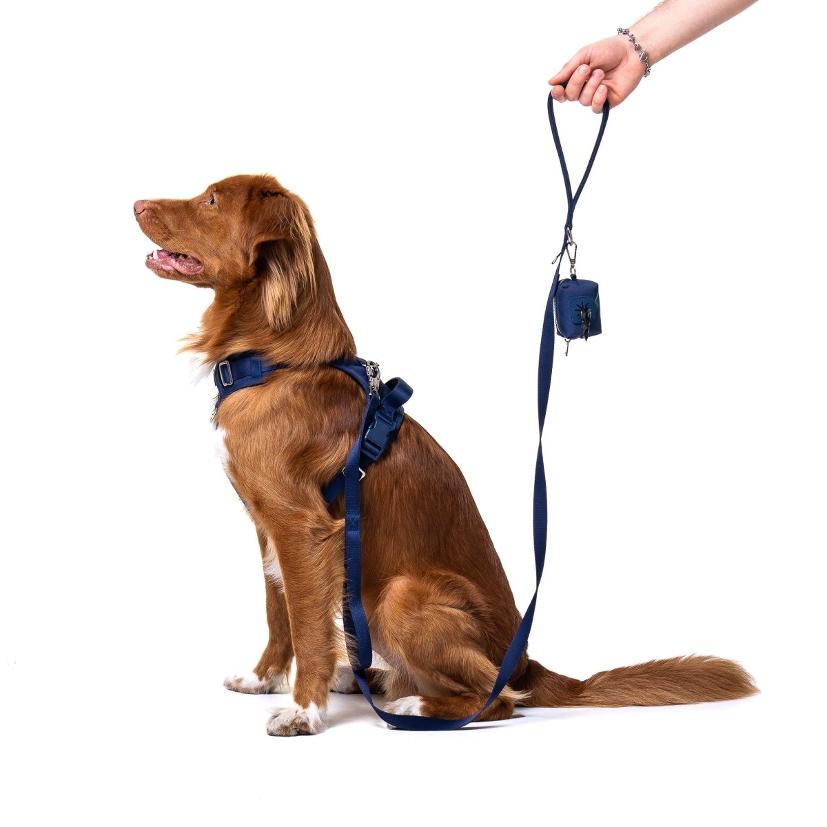 Midnight Blue Leash