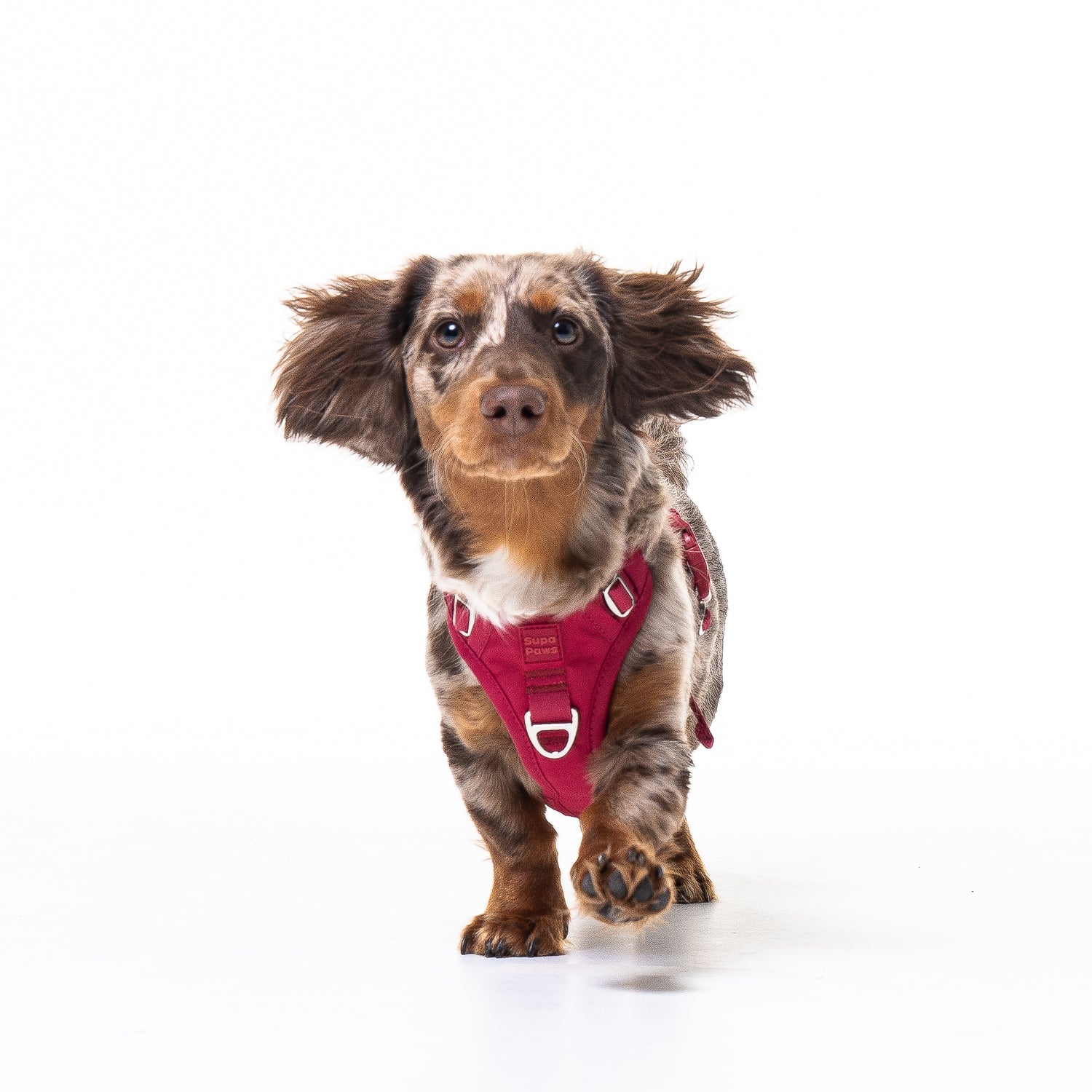 Crimson Glory Harness